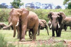 african vacation tour de jambo